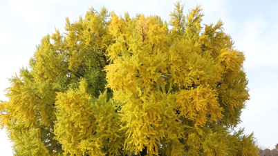 예술가, 1,300년 된 은행나무 그림 수백 점 그리는 데 6년 걸려