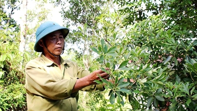 Lang Son: Etnik minoriti di komune Chi Lang secara beransur-ansur bangkit untuk menjadi tuan ekonomi