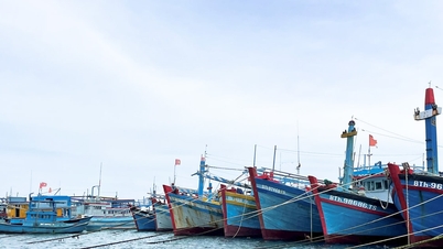 Stora fiskebåtar i Phu Quy får gå i land för att undvika storm nummer 15.