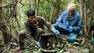 7 nadir Javan pangolini ormana geri bırakıyoruz