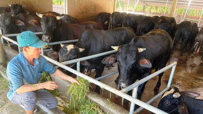 26 hogares de la comuna de Kim Son participan en el proyecto de vinculación de la cría y el consumo de ganado vacuno engordado.