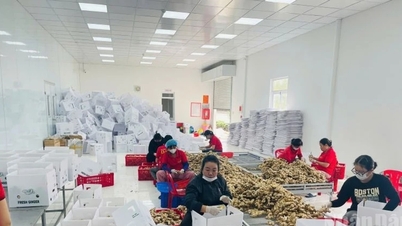 زيادة قيمة المنتجات الزراعية المحلية، وتوفير الدعم المالي المحلي...