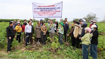 Warsztaty terenowe dotyczące intensywnego procesu uprawy manioku odmian HN1 i HN5 na glebie szarej
