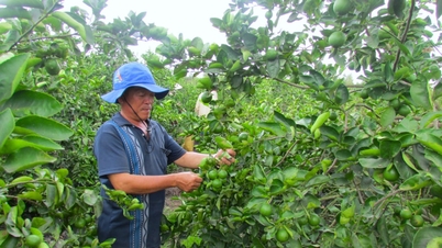 Ekonomi kolektif menjadi pilar kokoh dalam pembangunan pedesaan baru pada periode 2021-2025