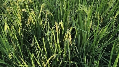 เพิ่มประสิทธิภาพการบริการภาคสนาม เพิ่มรายได้ให้เกษตรกร