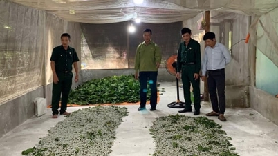 Αποκατάσταση της παραδοσιακής μεταξοσκωλήκησης κατά μήκος του ποταμού Tra Khuc