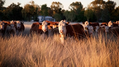 Australian Market News (24/11/2025 to 28/11/2025)