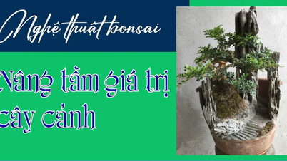 Искусство бонсай — повышение ценности декоративных растений