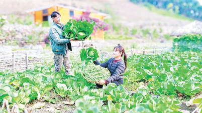 Sebze yatakları, balık havuzları ve film görüntüleri