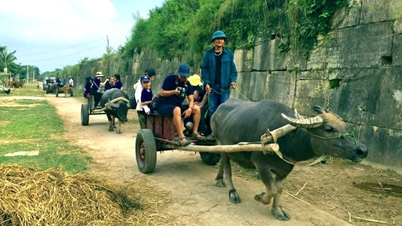 Туристи насолоджуються прогулянкою возом, запряженим буйволами, та спокійними краєвидами навколо цитаделі Хо.