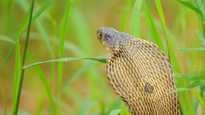 아시아에서 주목할 만한 코브라 종과 식별 특성