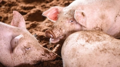 Australia răspândește modelul bioenergetic în creșterea porcilor