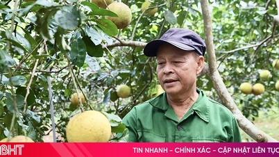 Kejatuhan buah besar-besaran, "modal" limau gedang Dien bimbang tentang kehilangan tanaman Tet