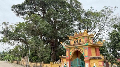 صورة مقربة لشجرة تراثية عمرها ما يقرب من 700 عام تحتضن معبدًا قديمًا في هاي فونج