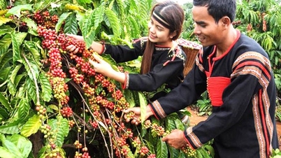 Dak Lak kahvesi miras beklentileriyle karşı karşıya