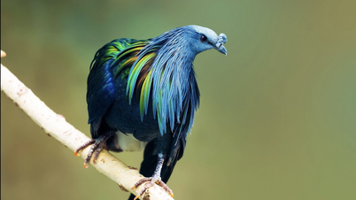 Piękne gołębie, objęte ścisłą ochroną na mocy prawa wietnamskiego