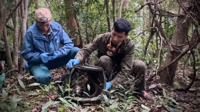 7 פנגולינים נדירים של ג'אוון שוחררו בחזרה לטבע