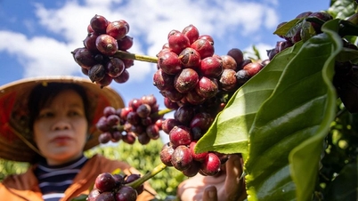 Priser på landbruksprodukter 29. november 2025: Prisene på kaffe og pepper økte samtidig