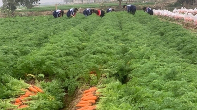 Tue Tinh wordt rijk van het land: [Deel 1] Wortelen 'openen het land' in de hele regio
