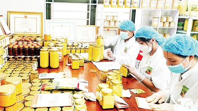 Thai Nguyen'in 1.376 kolektif ekonomik modeli var.