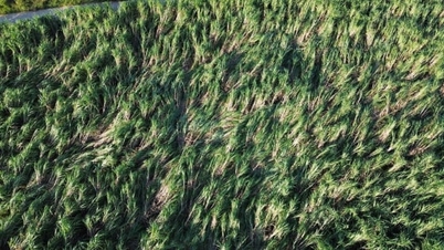Das Rohstoffgebiet von AgriS Ninh Hoa wurde durch Überschwemmungen auf über 1.000 Hektar Zuckerrohr beschädigt.