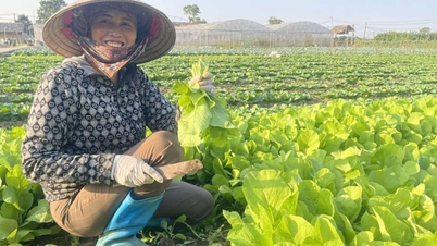 하노이 외곽 채소 재배 지역, 가격 폭등 속 근접 촬영