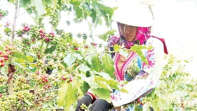 Saison du café mûr au pied du col de Pha Din