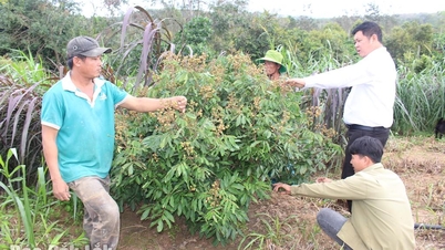Gemeinde Ea Wy: Nachhaltige landwirtschaftliche Entwicklung dank Fördermaßnahmen