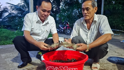 Mejore la eficiencia del cultivo de camarón con un modelo de 2 fases