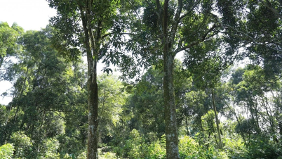 "Grönt guldträd" hjälper Lao Cai-bönder att bli rika på ett hållbart sätt