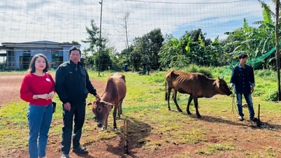 Ea M'Droh komünündeki insanların geçim kaynaklarını desteklemek için inek bağışı