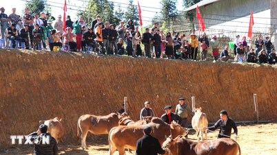 Туен Куанг: шумный конкурс «Красивая корова» в приграничной коммуне Пхо Банг