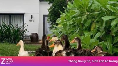 Ένα σμήνος πάπιες «παρασύρθηκαν» από την πλημμύρα σε ένα θέρετρο 5 αστέρων και αντιμετωπίζονται σαν σπα