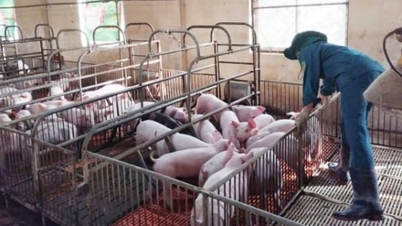 کوانگ ٹرائی صوبے نے سوروں کے ریوڑ کو دوبارہ آباد کرنے کے لیے افریقی سوائن بخار پر کامیابی سے قابو پالیا ہے۔