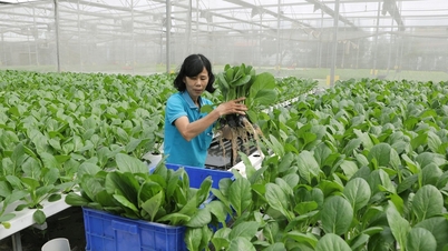 ເສດຖະກິດ​ລວມ ​ແລະ ສະຫະກອນ: ປະກອບສ່ວນ​ປະຕິບັດ​ຈຸດໝາຍ​ກໍ່ສ້າງ​ຊົນນະບົດ​ໃໝ່​ຢ່າງ​ແທດ​ຈິງ