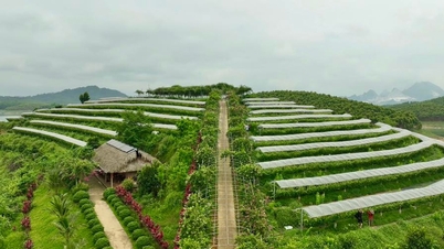 Lao Cai: Kollektivøkonomi bidrar til å skape bærekraftige verdikjeder