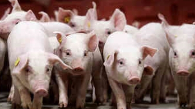 Pig price today November 29, 2025: Increased in all 3 regions