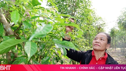 Medisinsk lamprett – en ny retning i økonomisk utvikling i Truong Luu