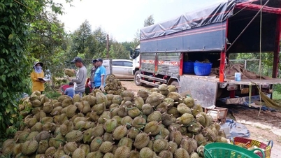 Der Exportumsatz mit Obst und Gemüse erreicht in den ersten elf Monaten des Jahres 2025 über 7,8 Milliarden US-Dollar.