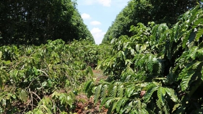 איגוד העובדים בגומי קרונג בוק דואג לחיי העובדים