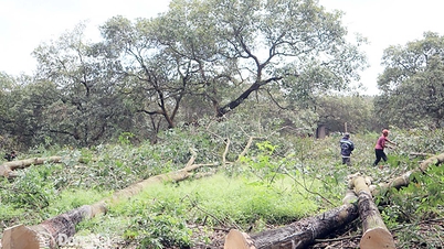 Beröm till fyra enheter som genomför röjning av mark för motorvägen Gia Nghia - Chon Thanh