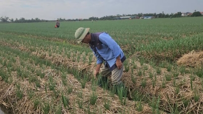 Aplicación de IPHM, 'diagnosticando' el suelo para el cultivo de cebolla