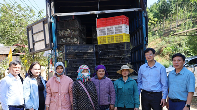 Phong Hai komününde biyogüvenlikli tavuk çiftçiliği modelinin inşası için damızlık hayvan ve malzeme desteği