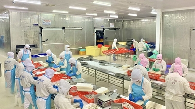 Налоговый сектор провинции Камау «заканчивается» досрочно, многие цели превышают план