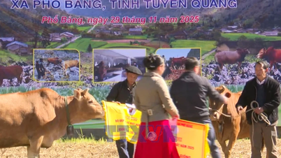 Tuyen Quang: เทศกาลวัวสวยงามคึกคักในชุมชนชายแดน Pho Bang