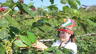 Perjalanan dari bukit tandus ke kehidupan petani Son La yang makmur