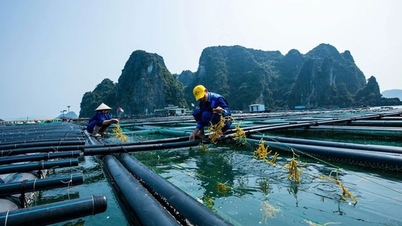 Felfüggesszék az egyes vízi fajok kiaknázásához megengedett minimális méretre vonatkozó szabályozások végrehajtását