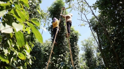 ລາຄາ pepper ມື້ນີ້ ວັນທີ 30 ພະຈິກ 2025: ສູງ