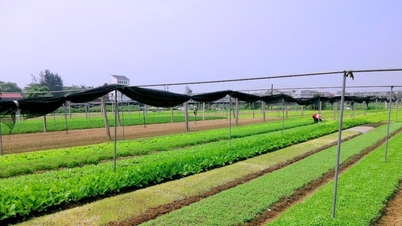 Nghe An időjárása november 30-án: Napos idő, 2-3-as erősségű északkeleti szél, hideg éjszaka és kora reggel