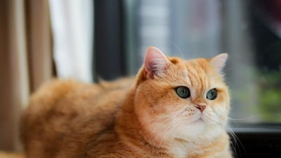 دی‌ان‌ای باستانی منشأ گربه‌ها به عنوان حیوانات خانگی انسان را آشکار می‌کند